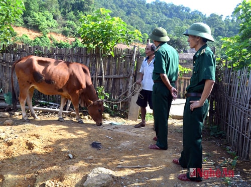 Kiểm tra mô hình giúp bò giống cho đồng bào Đan Lai