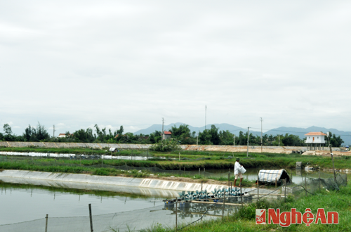 Tình trạng ô nhiễm đang ảnh hưởng đến sản xuất của các hộ dân nuôi tôm khu vực cống Rào Đừng, xã Nghi Thái.