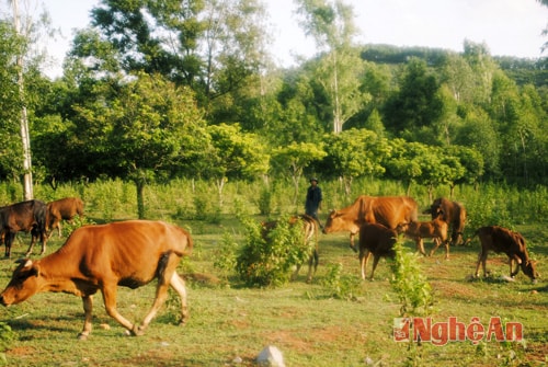 Mô hình trang trại ở Nam Thành - Yên Thành. Ảnh: Văn Trường