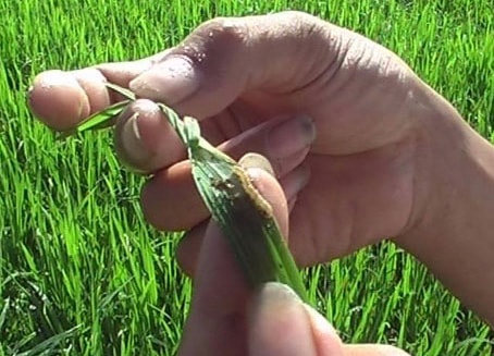 Sâu cuốn lá nhỏ hại lúa