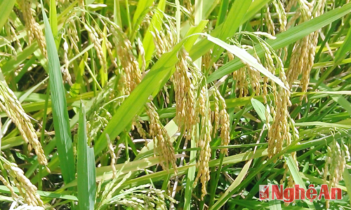 Giống lúa lai cao sản 3 dòng ZZD 001