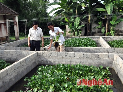 Hồ Văn Trung chăm sóc bể nuôi lươn thương phẩm công nghệ không bùn.