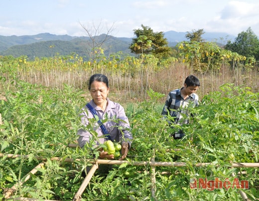 Mô hình trồng rau an toàn ở Thạch Giám (Tương Dương).