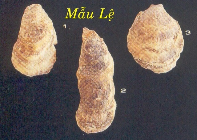 Vỏ hàu chữa ra mồ hôi trộm,  đau dạ dày,…