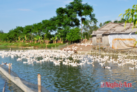 Trang trại chăn nuôi tổng hợp của ông Phan Văn Dương ở xã Hưng Đạo (Hưng Nguyên).
