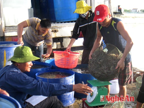 Người dân xã Quỳnh Bảng (Quỳnh Lưu) thu hoạch tôm.