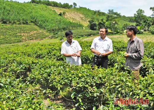 Vườn chè của anh Vi Văn Tuyền (xã Ngọc Lâm - Thanh Chương) cho hiệu quả cao.