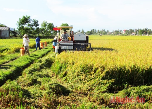 Đưa cơ giới hóa vào sản xuất nông nghiệp ở Hưng Nguyên.