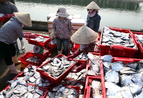 Việc bảo vệ hệ sinh thái biển sẽ giúp ổn định và nâng cao chất lượng cuộc sống cho ngư dân