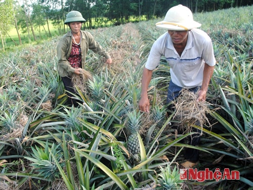 Vợ chồng ông Bắc chăm sóc dứa trái vụ.