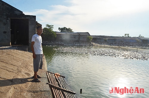 Mô hình trang trại chăn nuôi tổng hợp của anh Phan Văn Dương ở xóm 4, xã Hưng Đạo.