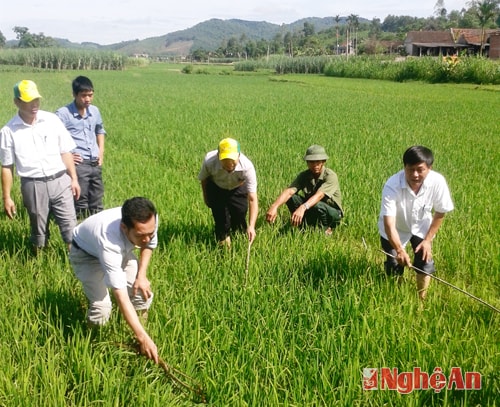 Cán bộ Trạm BVTV huyện Nghĩa Đàn kiểm tra ruộng lúa. Ảnh: Như Trang