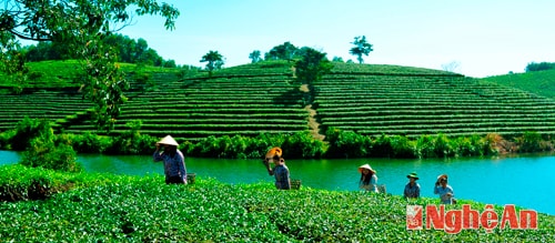Đồi chè Ngọc Lâm (Thanh Chương). Ảnh: Cao Đông