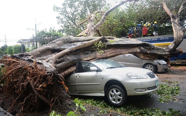  Cây bật  gốc đổ hàng loạt gây nguy hiểm cho người và thiệt hại về tài sản