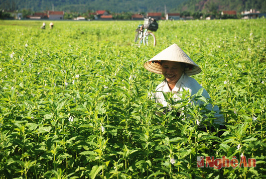 Bà Hồ Thị Tuyết, xóm 9, xã Diễn Trung (Diễn Châu) chăm sóc cánh đồng vừng.