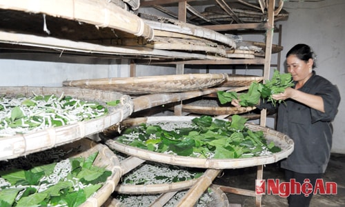 Chị Đoàn Thị Toàn ở xóm 3, Nghĩa Đồng, Tân Kỳ chăm sóc tằm. 