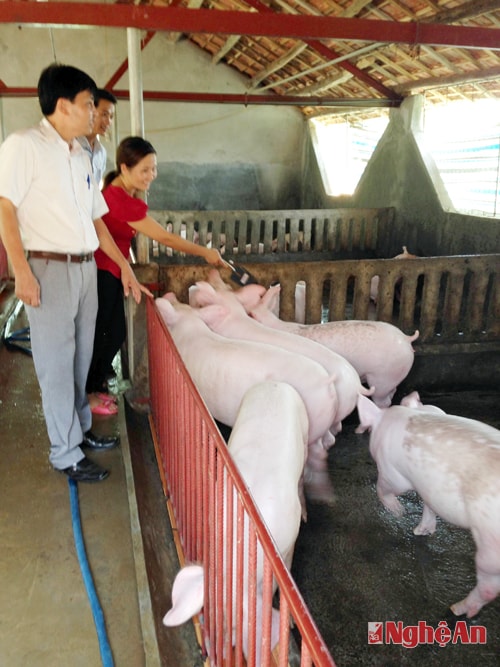 Trang trại lợn của anh An ở xã Tân An, Tân Kỳ.