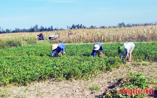 Thu hoạch lạc xuân ở Nghi Thạch (Nghi Lộc).