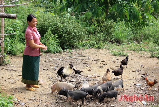 Chị Lô Thị Nghi đang chăm sóc đàn gà, lợn.