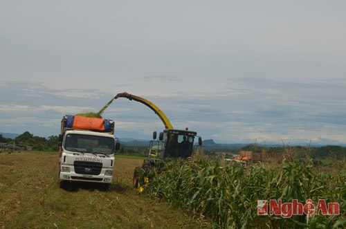 Công nghệ thu hoạch thức ăn hiện đại trên cánh đồng nguyên liệu.