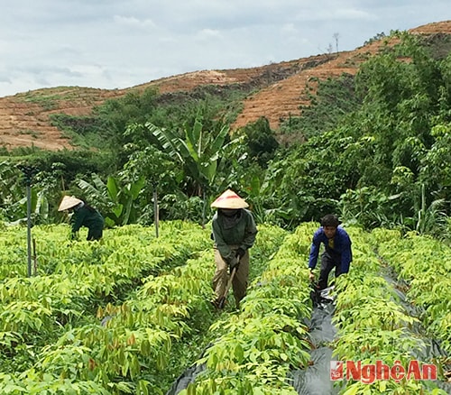 Vườn ươm cao su của Công ty hiện đang đáp ứng đủ nhu cầu trồng mới.