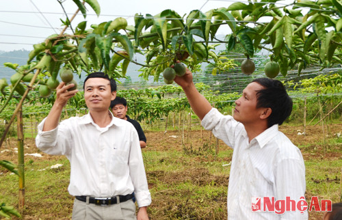 Cây chanh leo đang là hướng thoát nghèo cho người dân Quế Phong.