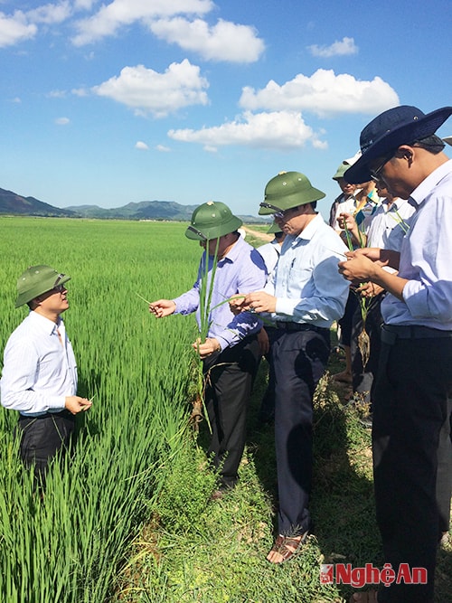 Lãnh đạo ngành Nông nghiệp kiểm tra phòng trừ sâu cuốn lá tại xã Nam Thanh (Nam Đàn).