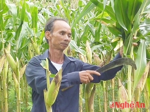 Thương binh Trần Xuân Ngọc bên nương ngô...