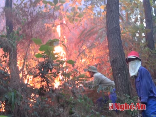 Cháy rừng ở Nam Nghĩa (Nam Đàn) ngày 2/6/2014. Ảnh: P.V
