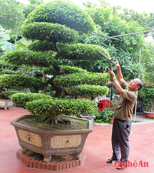 CCB Lê Viết Trung chăm sóc cây cảnh.Ảnh: thành duy