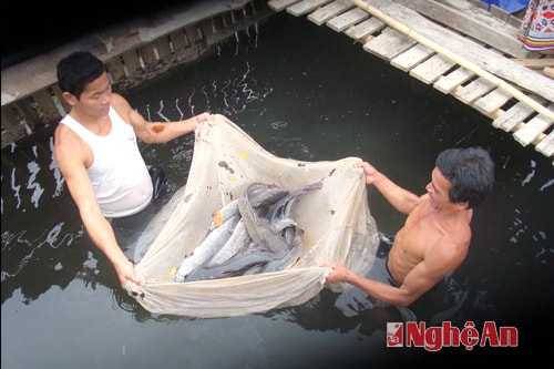 Mô hình nuôi cá trê phi lồng trên sông của gia đình anh Vi Văn Tuyên, bản Chào, xã Châu Bính (Quỳ Châu). Ảnh: Trần Ngọc Lan
