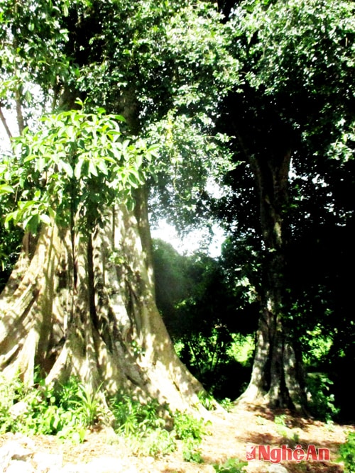 “Song thụ” bản Đồng tiến (Lạng Khê - con Cuông).