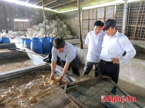 Xưởng chế biến sứa  tại Công ty CPTS Vạn Phần - Diễn Châu.