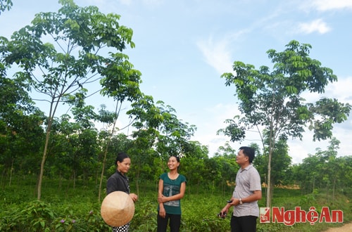 Người dân bản Châu Tam, xã Phúc Sơn (Anh Sơn) đã thực sự gắn bó với cây cao su.