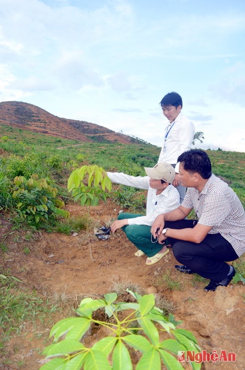 Thăm vườn cao su mới trồng của đội 3, Nông trường cao su 12 - 9 Anh Sơn.
