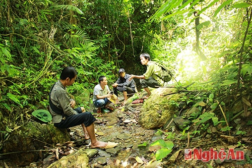 Gỗ bị khai thác trái phép trên đỉnh Bùa Cốp (Pù Huống).