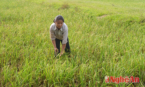 Mặc dù xã Nam Trung (Nam Đàn) đã tuyên truyền,  vận động nhưng nhiều hộ dân vẫn sản xuất lúa tái sinh.