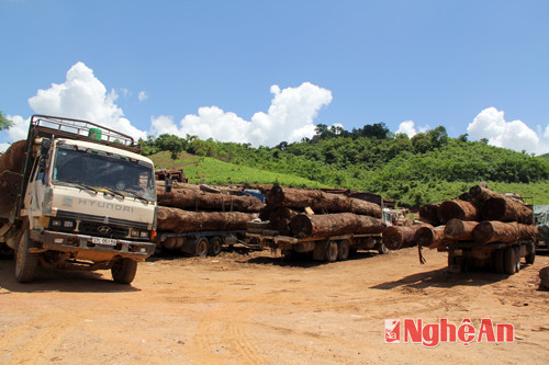 : Một bãi gỗ Lào tại bản Na Tổng, xã Tam Thái, Tương Dương.