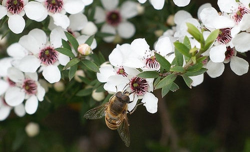 Nghiên cứu dài hạn của GS. Rose Cooper về mật ong sản xuất từ hoa của loài cây Manuka ở New Zealand.