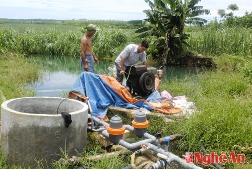 Mô hình tưới nhỏ giọt của gia đình anh Dương Đình Tấn ở Nghĩa Xuân (Quỳ Hợp).