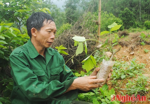 Sản xuất giống cây sắn dây tại gia đình ông Hồ Viết Tư, xóm 9,  xã Nam Anh (Nam Đàn).