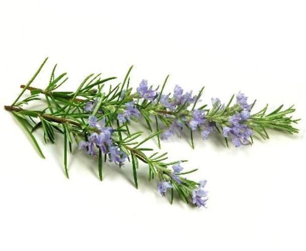 Cây hương thảo (rosemary)