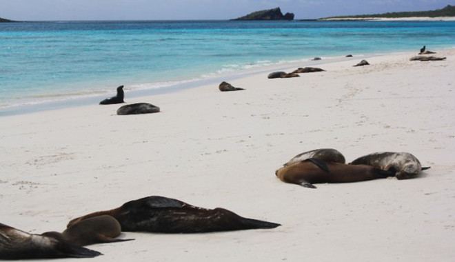 3. Quần đảo Galapagos, Ecuador: Đây là một trong những địa danh đầu tiên được UNESCO đưa vào danh sách di sản thế giới, nằm trong vùng phía nam của Thái Bình Dương và cách bờ biển Ecuador 1.000 km về phía tây.