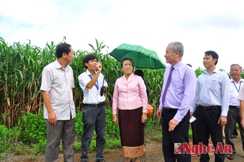 Thăm khu trồng cây cao lương đỏ làm thức ăn cho bò sữa, diện tích 4.000 ha