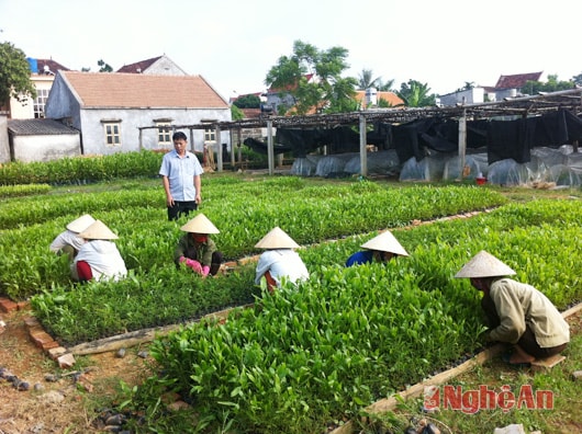 Đảo bầu keo giống tại vườn ươm của Ban Quản lý rừng phòng hộ Yên Thành. 