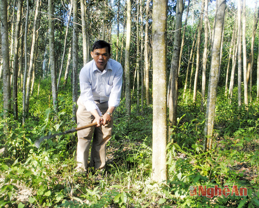 Anh Nguyễn Trọng Lộc chăm sóc rừng keo nguyên liệu.