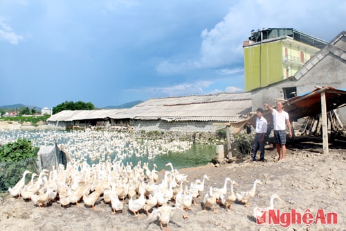 Mô hình trang trại quy mô trên 3.500 con vịt của gia đình ông Nguyễn Văn Hải - xã Khánh Thành.