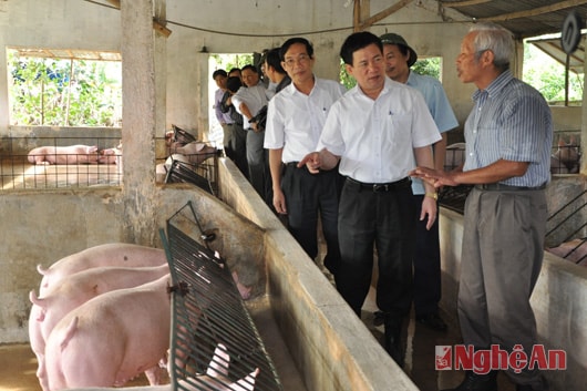 Đồng chí Bí thư Tỉnh ủy thăm mô hình chăn nuôi lợn của ông Nguyễn Xuân Tính, xóm Minh Trường, xã Minh Hợp