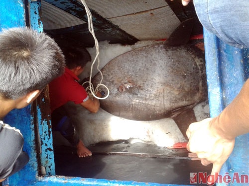 Cá mặt trăng bị mắc lưới ở vùng biển Vịnh Bắc Bộ và chết ngay khi đưa lên tàu. Chủ tàu đã ướp đá cẩn thận rồi đưa vào bờ.