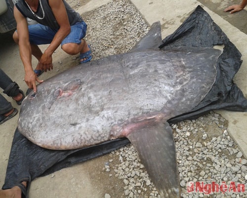 Con cá mặt trăng nặng 120kg thuộc loại quý hiếm, nằm trong sách đỏ Việt Nam.